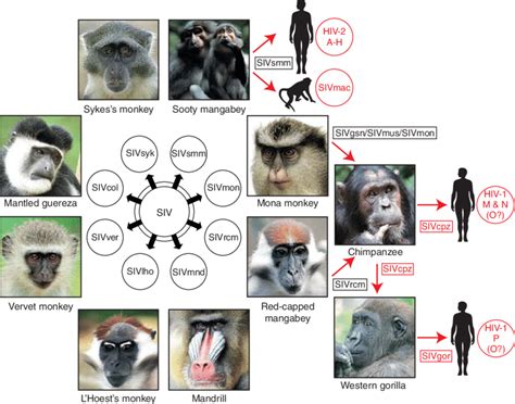 Simian immunodeficiency virus .